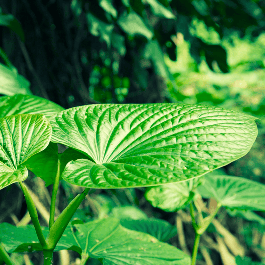 Why Kava and the different ways to take it for anxiety