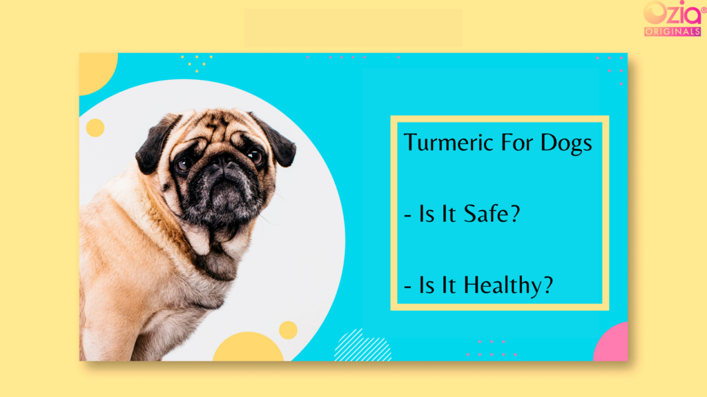 Is Turmeric Good for Dogs? Find Out Here!